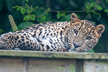 Fototapeta na wymiar Young male Sri Lankan leopard laying/resting on wooden platform. in captivity at Banham Zoo in Norfolk, UK