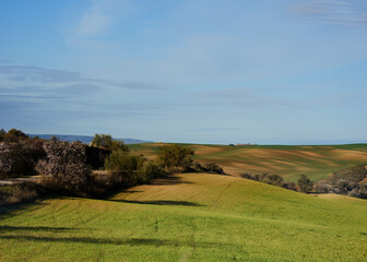 Obraz premium landscape with trees