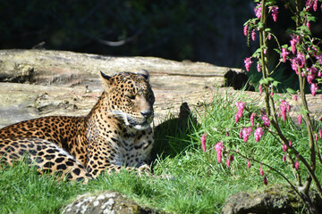 Male Sri Lankan leopard sitting in grass and surrounded by summer flowers. In captivity at Banham Zoo in Norfolk, UK