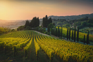 Fototapeta na wymiar Maremma landscape. Vineyards at sunset and Casale Marittimo in the background.Tuscany, Italy