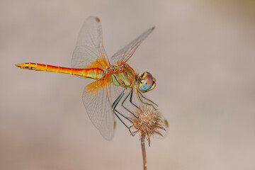 a anisoptera dragonfly sits on a stalk in a meadow