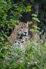 Fototapeta na wymiar Male Sri Lankan leopard sitting upright. In captivity at Banham Zoo in Norfolk, UK