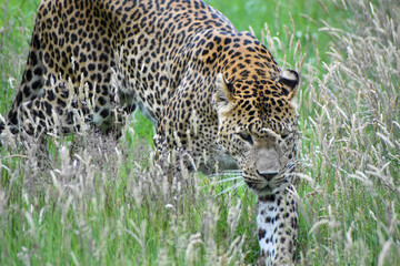 Male Sri Lankan leopard on the prowl/walking through grass. In captivity at Banham Zoo in Norfolk, UK