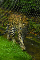 Male Sri Lankan leopard on prowl/walking. In captivity at Banham Zoo in Norfolk, UK