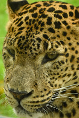 Fototapeta na wymiar Close up portrait of male Sri Lankan leopard. In captivity at Banham Zoo in Norfolk, UK