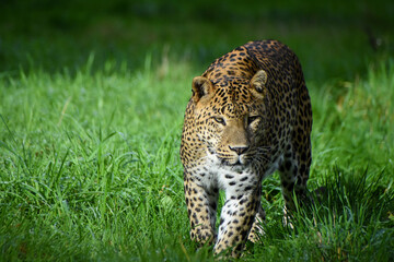 Male Sri Lankan leopard walking/on the prowl. In captivity at Banham Zoo in Norfolk, UK