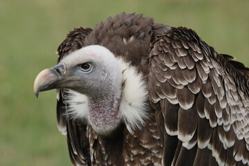 Portrait of a Rüppell's Vulture against a green background
