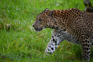 Male Sri Lankan leopard walking/prowling through grass. In captivity at Banham Zoo in Norfolk, UK	