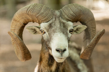 Portrait of a ram with big horns, mountain sheep, animal with horns, mouflon, wild ram