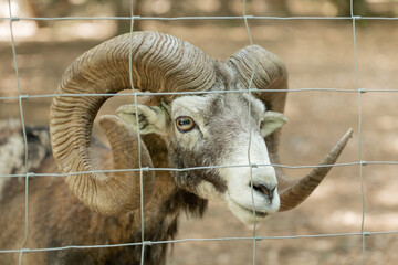 A ram with big horns, a mountain ram, an animal with horns behind bars, a net. The life of an...