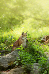 Eurasian lynx, Lynx lynx is a medium sized cat sitting behind rocks and green plants. Vertical photo with wild animal, animal protection.