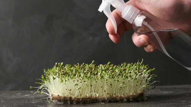 Macro shot of alfalfa microgreen sprouts against black background. Healthy nutrition concept. Watering raw sprouted seeds of microgreens salad from a sprinkler 