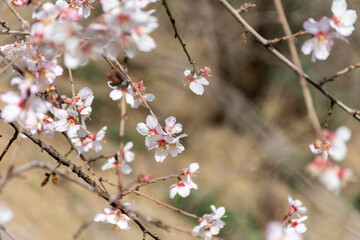 Close-up beautiful almond blossoms in spring.