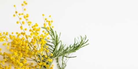 Branch of Mimosa flowers isolated on white background. Shallow depth of field. Selective focus. Banner. Place for text