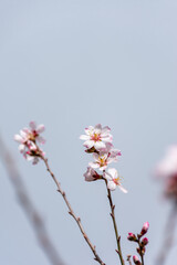 Close-up beautiful almond blossoms in spring.