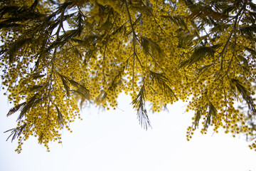 Blossoming of mimosa tree (Acacia dealbata,  silver wattle) close up in spring, bright yellow flowers, coojong, flowering mimosa in Spain, blue sky