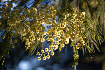 Blossoming of mimosa tree (Acacia dealbata,  silver wattle) close up in spring, bright yellow flowers, coojong, flowering mimosa in Spain, blue sky