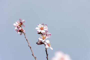 Close-up beautiful almond blossoms in spring.