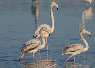 flock of pink flamingos in their natural environment
