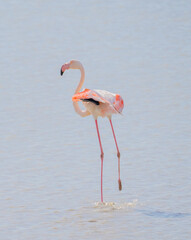 Obraz premium flock of pink flamingos in their natural environment 