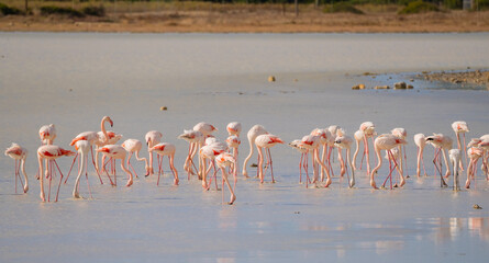 Fototapeta premium flock of pink flamingos in their natural environment 