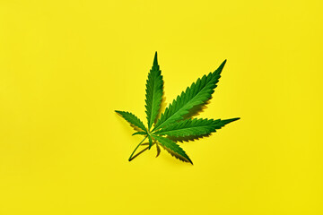 Cannabis leaf on a yellow background with hard shadow.