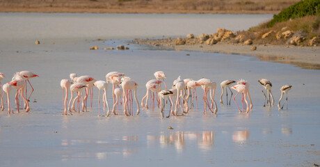 flock of pink flamingos in their natural environment
