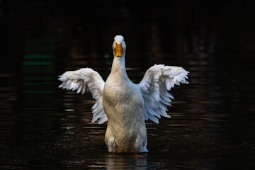 White Goose flapping in a pond with dark background facing forward