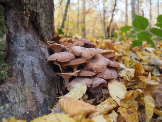 Honey mushrooms in the autumn forest near the tree