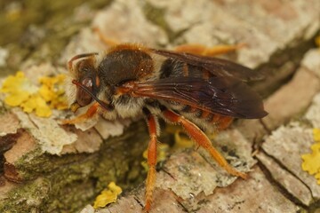 Closeup on the rare Spotted red-resin solitary bee, Rhodanthidium sticticum