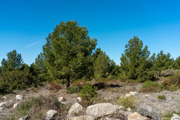 Fototapeta na wymiar View of the meadow in the forest with pine trees and stones from the mountain hiking trail. Calm and relaxed nature concept.