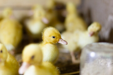 Little ducklings in a cage. Little ducklings, goslings crowd gathered in the cage.