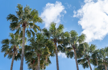 Fototapeta na wymiar Palm trees on a sunny morning on Mallorca