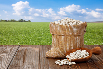 beans in burlap bag and in wooden scoop on table with green field on the background