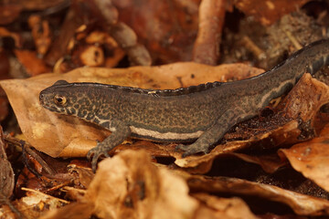 Detailed closeup on a male Northern banded newt ,Ommatotriton ophryticus