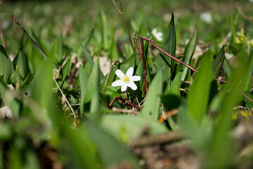 Thimbleweed in spring