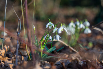 Snowdrops in spring