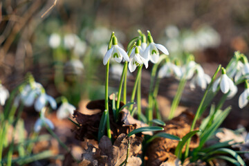 Snowdrops in spring