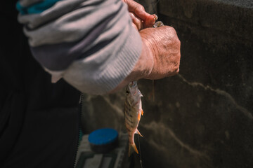 Hands removing the hook from a fish. Fisherman fishing perch. Perca fluviatilis. Common perch.