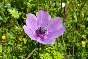 Obraz premium Flowering pink Anemone in the Hurshat Tal in North Israel