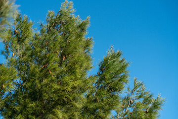 Green pine tree with cones sways in the wind against the blue sky. A windy day by the sea away from people atmosphere.