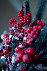 red berries on a branch