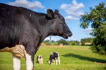Vache laitière et son troupeau dans les champs au printemps.