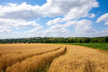 Paysage de campagne et culture du bl&eacute; dans les champs en France.