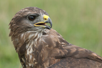 Obraz premium A portrait of a Common Buzzard against a green background 