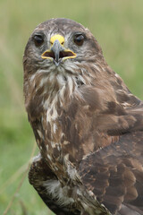 A portrait of a Common Buzzard looking at the photographer
