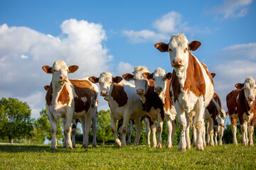 Troupeau de vache laitière de race Normande en pleine nature dans les champs.