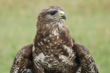 A portrait of a Common Buzzard
