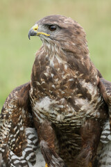 A portrait of a Common Buzzard
