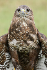A portrait of a Common Buzzard looking at the photographer
